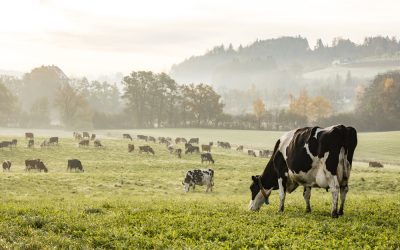 Innovazione per la sostenibilità, qualità e sicurezza della filiera olivicolo-olearia, ne parliamo a Spoleto