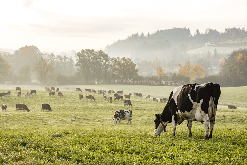 L’obbligo di indicazione di origine per il latte è compatibile con le norme UE: la sentenza Lactalis