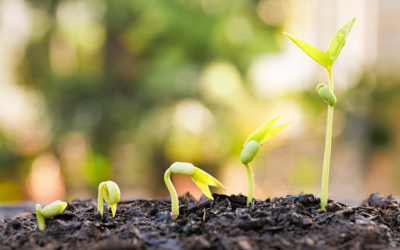 Patent rules on assessment of novelty apply to plant variety rights according to Italian case law