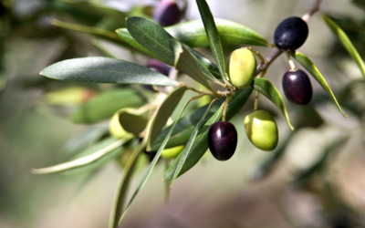La protezione dell’innovazione di varietà di olivo: articolo di Federico Caruso