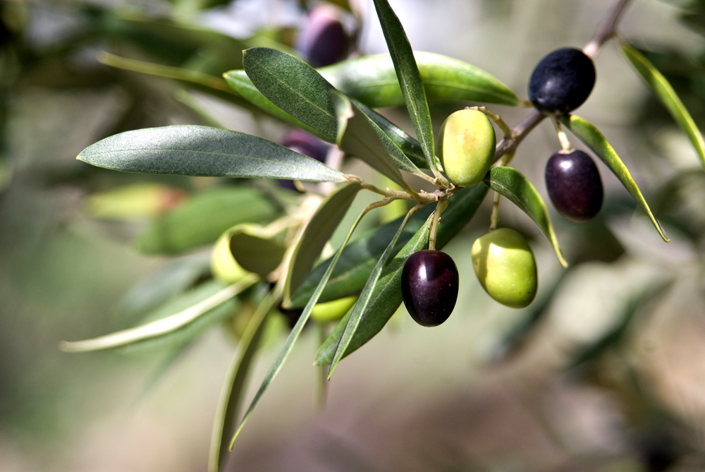 Protezione dell’innovazione di varietà di olivo