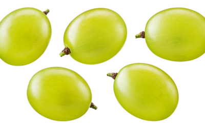 Italian Supreme Court issues game-changing decision concerning plant variety right license agreements